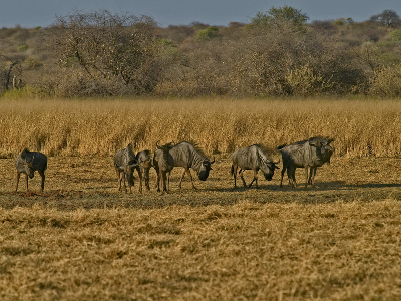 Gnu, Waterberg